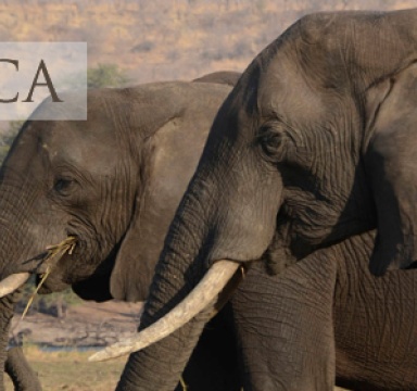 Travel to Africa with TiM
